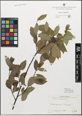 Foto von Salix myrsinifolia Salisb.